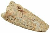 Cretaceous Fossil Crocodylomorph Claw - Montana #245940-1